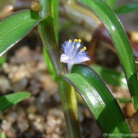 Cyanotis axillaris (L.) D.Don ex Sweet